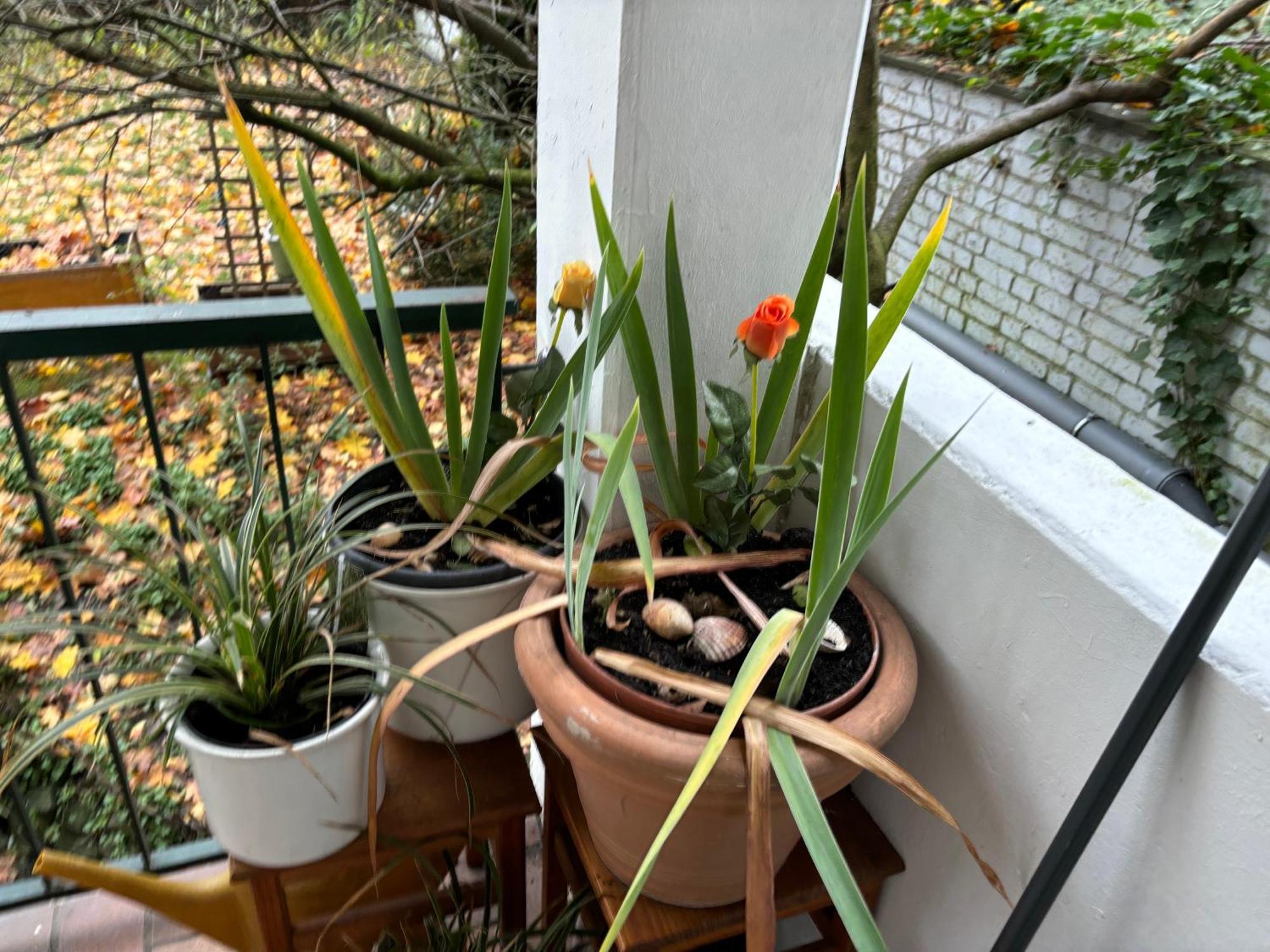 Koeln Wohnung 4 Min Naehe Von Hbf Und Dom Mit Garten ,Balkon & Office Luaran gambar